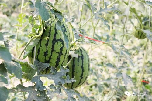 近期网红吃瓜视频,揭秘娱乐圈最新热点事件  第3张